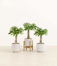 Load image into Gallery viewer, Arctic Whisper stand:one_stand