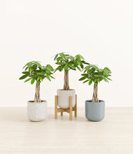 Load image into Gallery viewer, Frosted Lagoon stand:one_stand