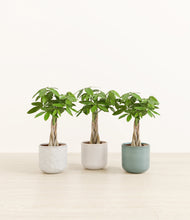 Load image into Gallery viewer, Moss Frost*****Profile