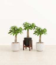 Load image into Gallery viewer, Midnight Snow stand:one_stand