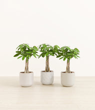 Load image into Gallery viewer, Winter Glow*****Profile