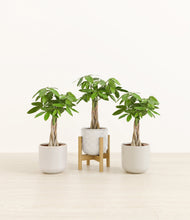 Load image into Gallery viewer, Winter Glow stand:one_stand