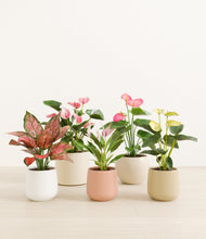 Load image into Gallery viewer, Sandy