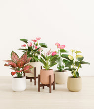 Load image into Gallery viewer, Sandy stand:two_stands