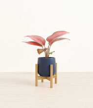 Load image into Gallery viewer, Deep Navy stand:bamboo