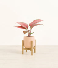 Load image into Gallery viewer, Gentle Pink stand:bamboo