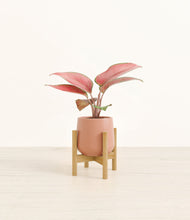 Load image into Gallery viewer, Calm Rose stand:bamboo
