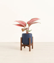 Load image into Gallery viewer, Deep Navy stand:walnut