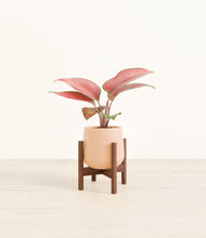 Load image into Gallery viewer, Gentle Pink stand:walnut