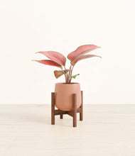 Load image into Gallery viewer, Calm Rose stand:walnut