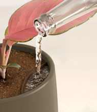 Load image into Gallery viewer, Olive stand:all