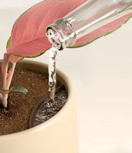 Load image into Gallery viewer, Almond Green stand:all