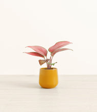 Load image into Gallery viewer, Mustard*****Profile