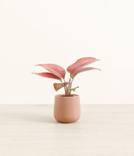 Load image into Gallery viewer, Calm Rose*****Profile