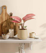 Load image into Gallery viewer, Almond Green