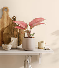 Load image into Gallery viewer, Eternal Gray