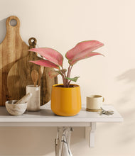 Load image into Gallery viewer, Mustard