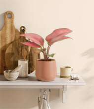 Load image into Gallery viewer, Calm Rose