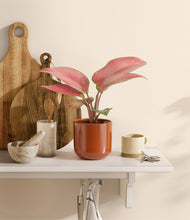 Load image into Gallery viewer, Glossy Red