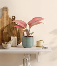 Load image into Gallery viewer, Reactive Aqua