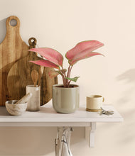 Load image into Gallery viewer, Sage Green