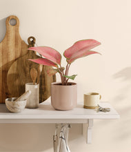 Load image into Gallery viewer, Sandy Pink