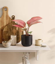 Load image into Gallery viewer, Stone Black