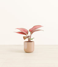 Load image into Gallery viewer, Glossy Pink