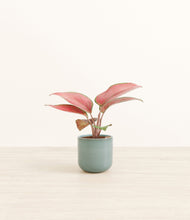 Load image into Gallery viewer, Reactive Aqua