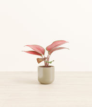 Load image into Gallery viewer, Sage Green