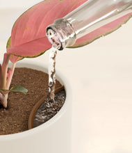 Load image into Gallery viewer, Cotton White stand:all