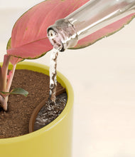 Load image into Gallery viewer, Key Lime Yellow stand:all