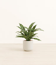 Load image into Gallery viewer, Cotton White*****Profile