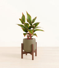 Load image into Gallery viewer, Olive stand:walnut