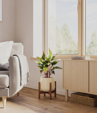 Load image into Gallery viewer, Almond Green stand:walnut