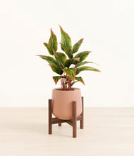 Load image into Gallery viewer, Calm Rose stand:walnut