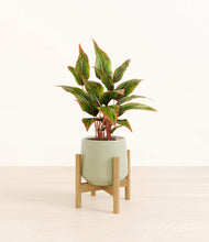 Load image into Gallery viewer, Turquoise stand:bamboo