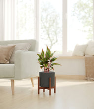 Load image into Gallery viewer, Dark Olive stand:walnut