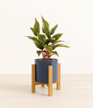 Load image into Gallery viewer, Deep Navy stand:light