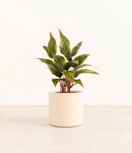 Load image into Gallery viewer, Cream*****Profile