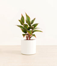 Load image into Gallery viewer, White*****Profile