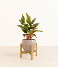 Load image into Gallery viewer, Winter Clouds stand:bamboo