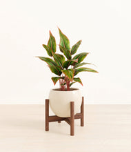 Load image into Gallery viewer, Shiny EggWhite stand:walnut