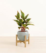 Load image into Gallery viewer, Deep Ocean stand:bamboo