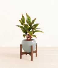 Load image into Gallery viewer, Deep Ocean stand:walnut