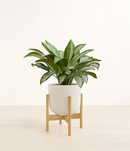 Load image into Gallery viewer, Natural Bamboo stand:bamboo