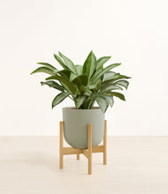 Load image into Gallery viewer, Sage Green stand:bamboo