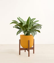 Load image into Gallery viewer, Sunset Orange stand:walnut