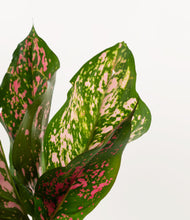 Load image into Gallery viewer, ALL