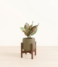 Load image into Gallery viewer, Olive stand:walnut